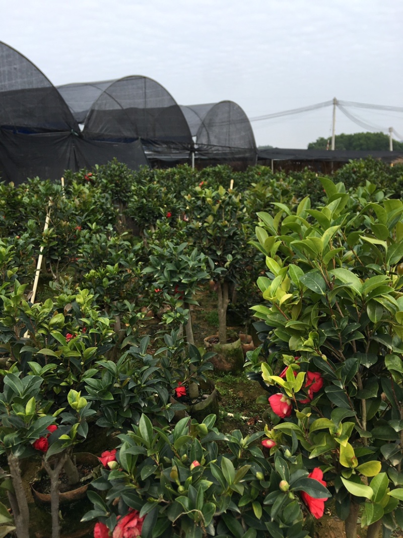 广东高州茶花苗：大量有货．需要大量的联系我．可代办