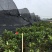 广东高州茶花苗：大量有货．需要大量的联系我．可代办