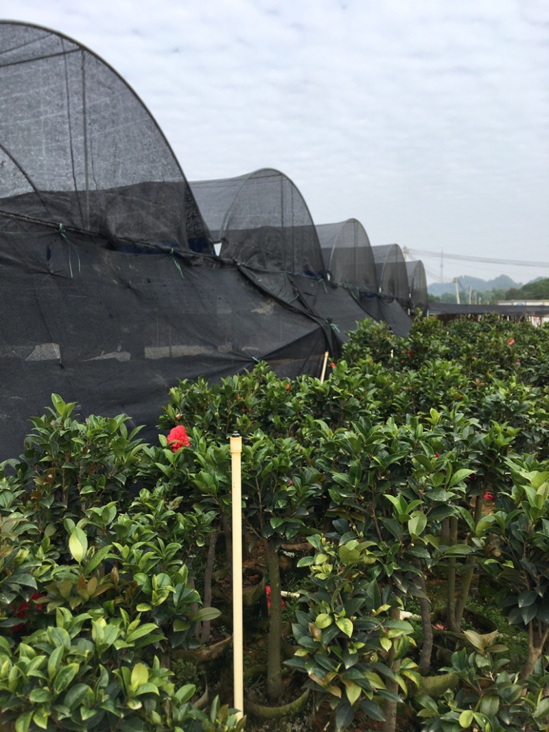 广东高州茶花苗：大量有货．需要大量的联系我．可代办