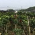 广东高州茶花苗：大量有货．需要大量的联系我．可代办