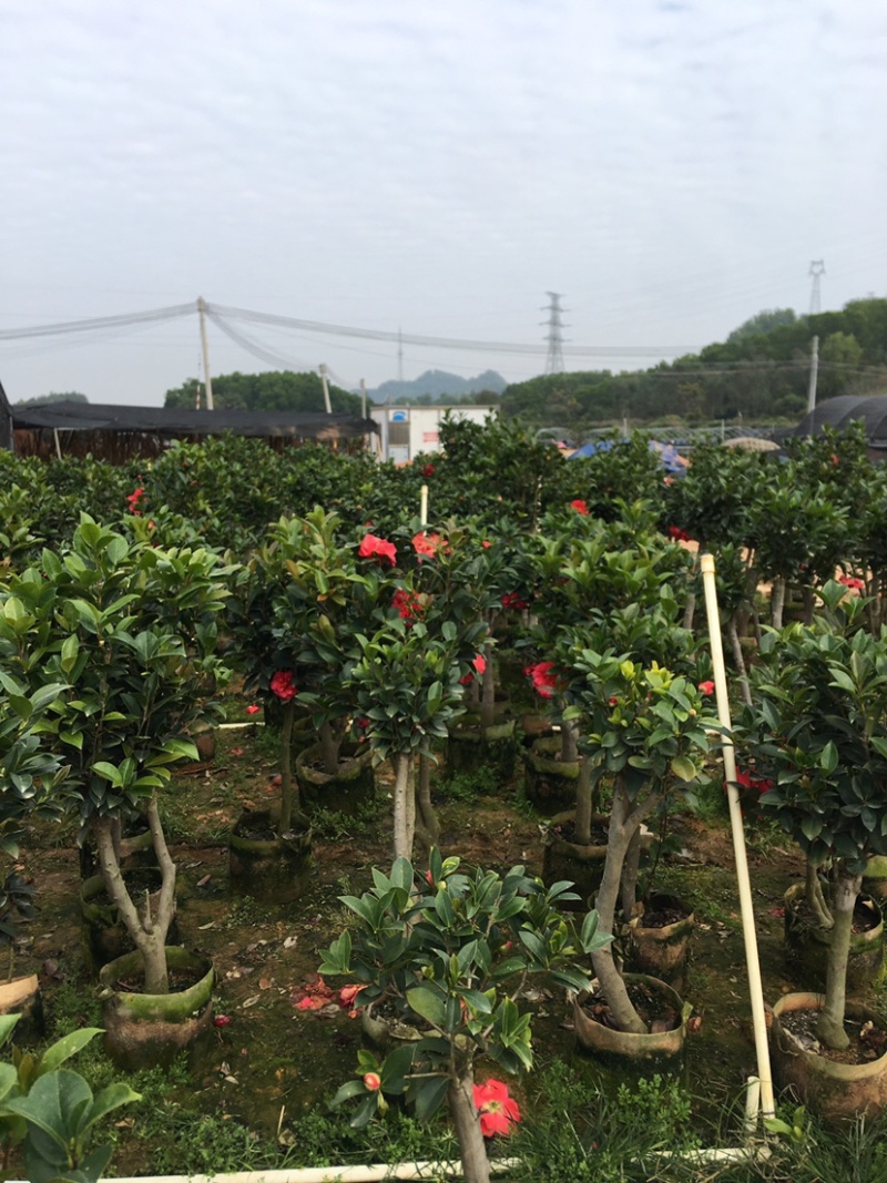 广东高州茶花苗：大量有货．需要大量的联系我．可代办