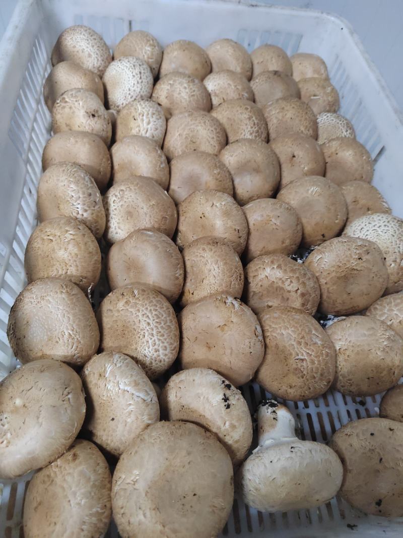 奥吉特褐菇牛排菇
