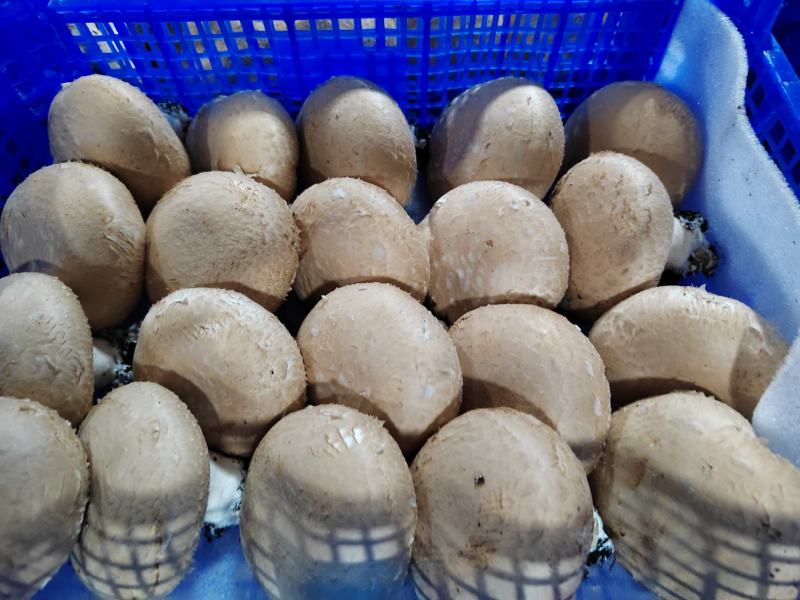 奥吉特褐蘑菇牛排菇基地化种植可煎炒炖涮