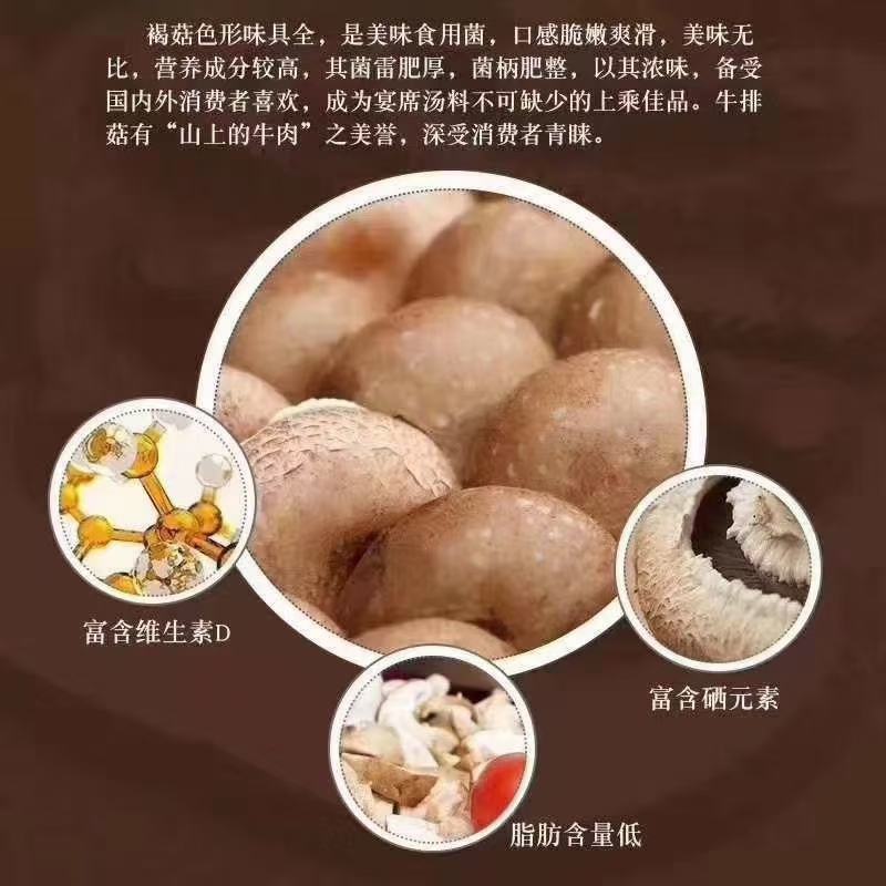 奥吉特褐蘑菇牛排菇基地化种植可煎炒炖涮