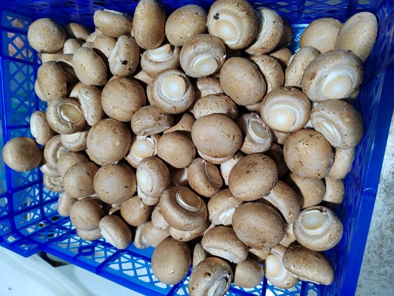 奥吉特褐蘑菇牛排菇基地化种植可煎炒炖涮