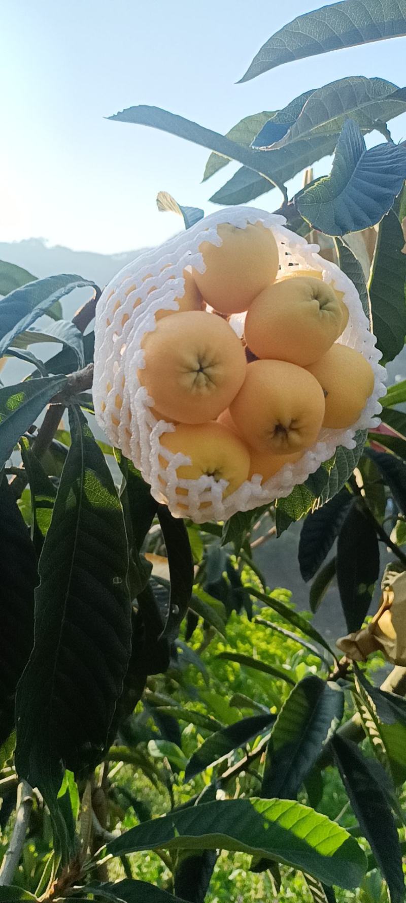 枇杷