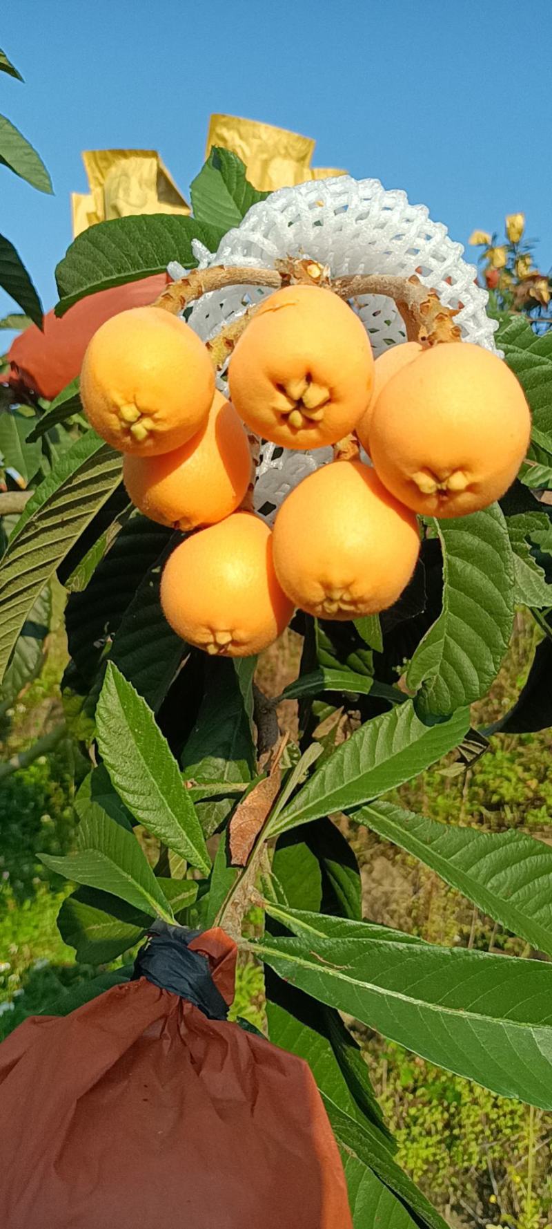 枇杷