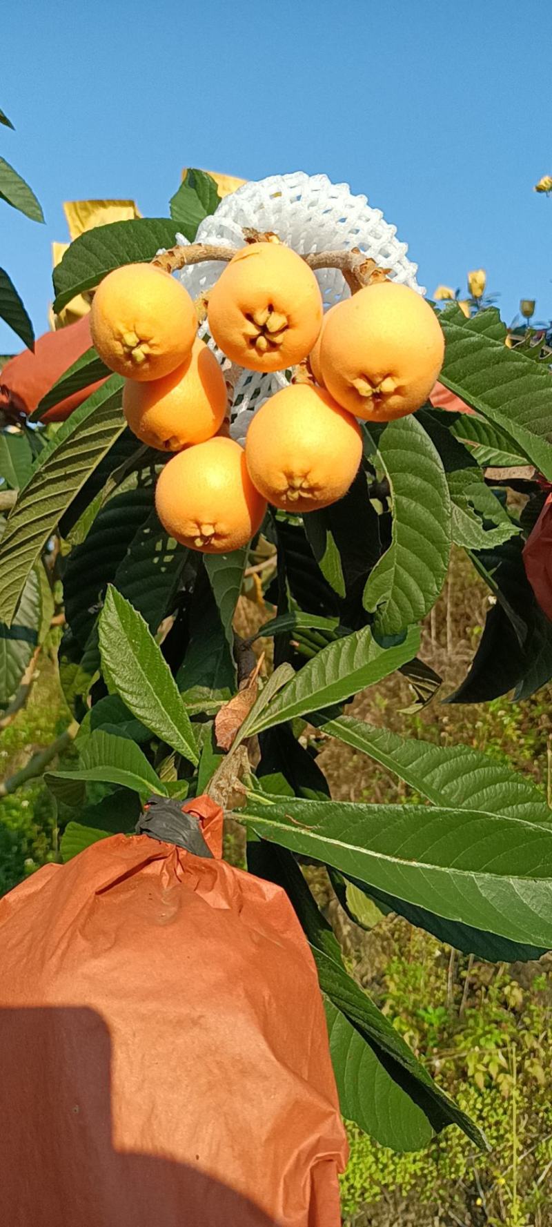 枇杷
