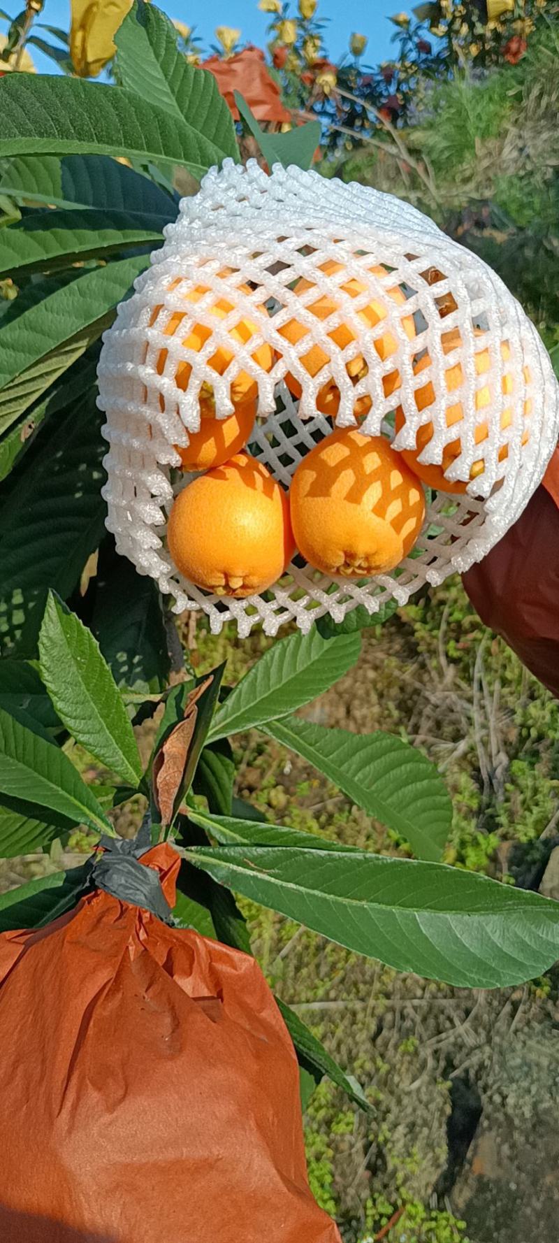 枇杷