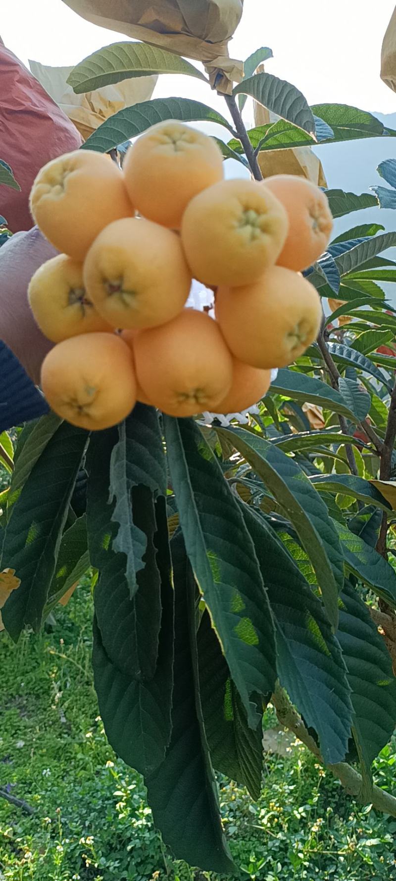 枇杷