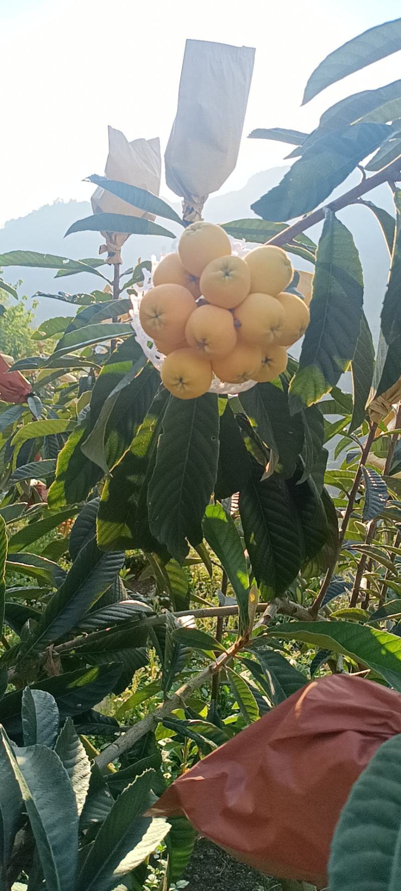 枇杷