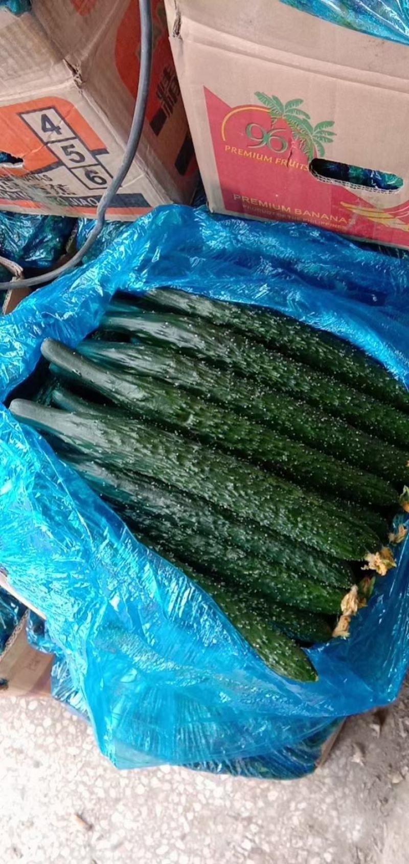 黄瓜密刺黄瓜青瓜现摘现发大量供应中