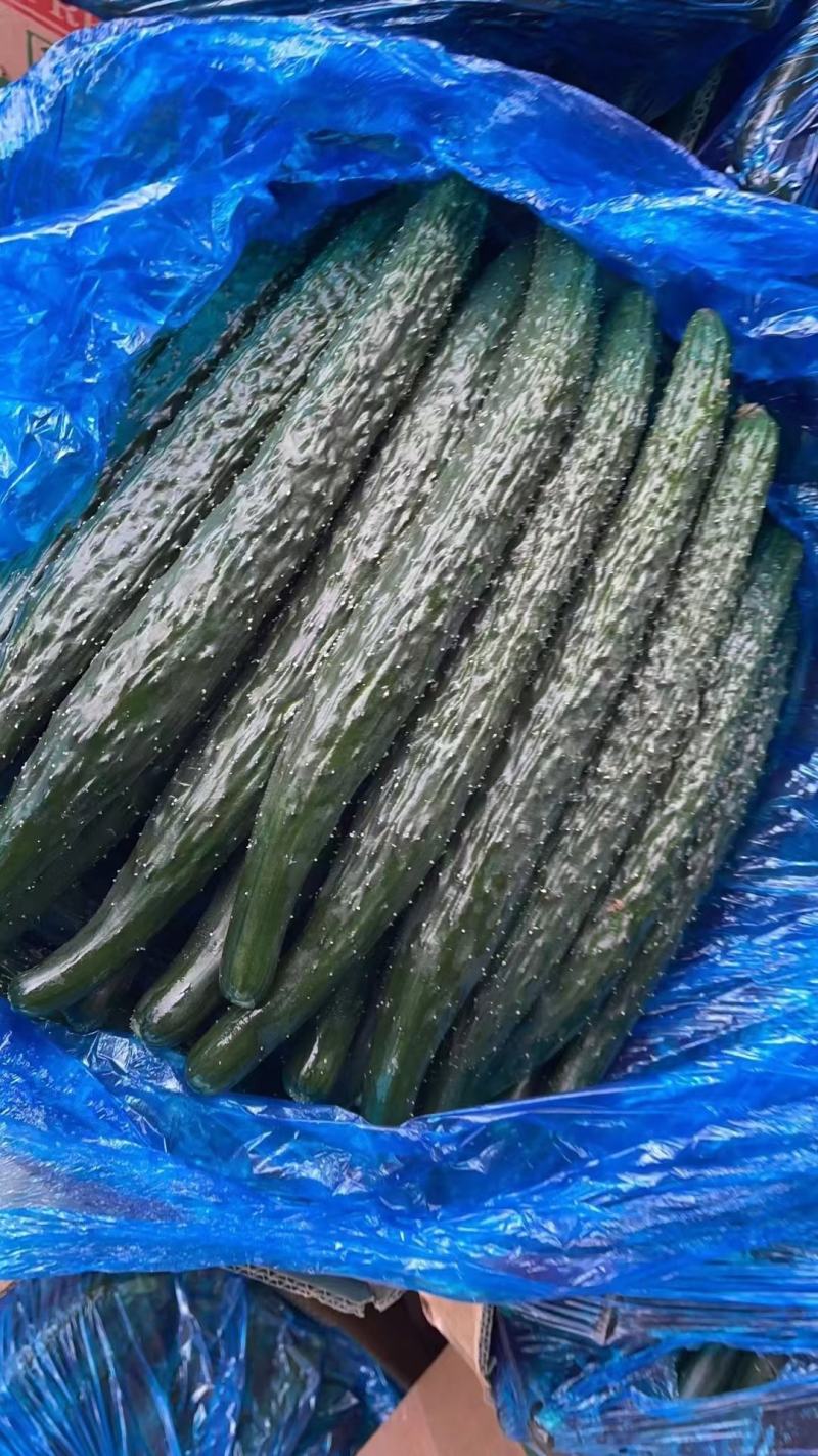 黄瓜密刺黄瓜青瓜现摘现发大量供应中