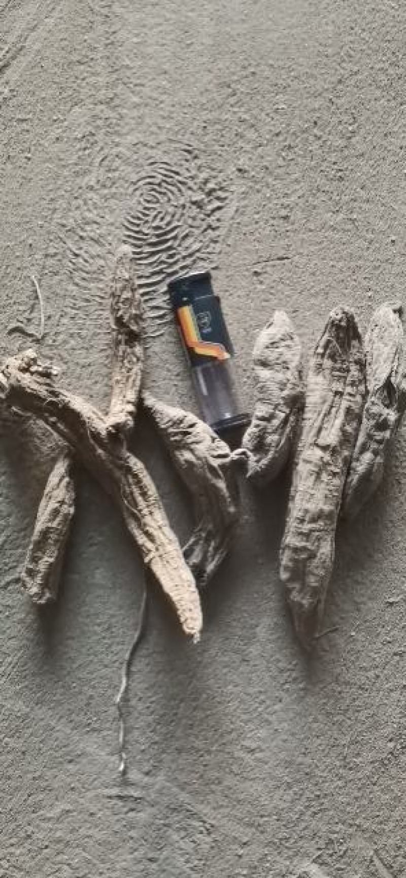 湖北省蕲春百草道地中药材专业高含量去芦头条子货大统玄参