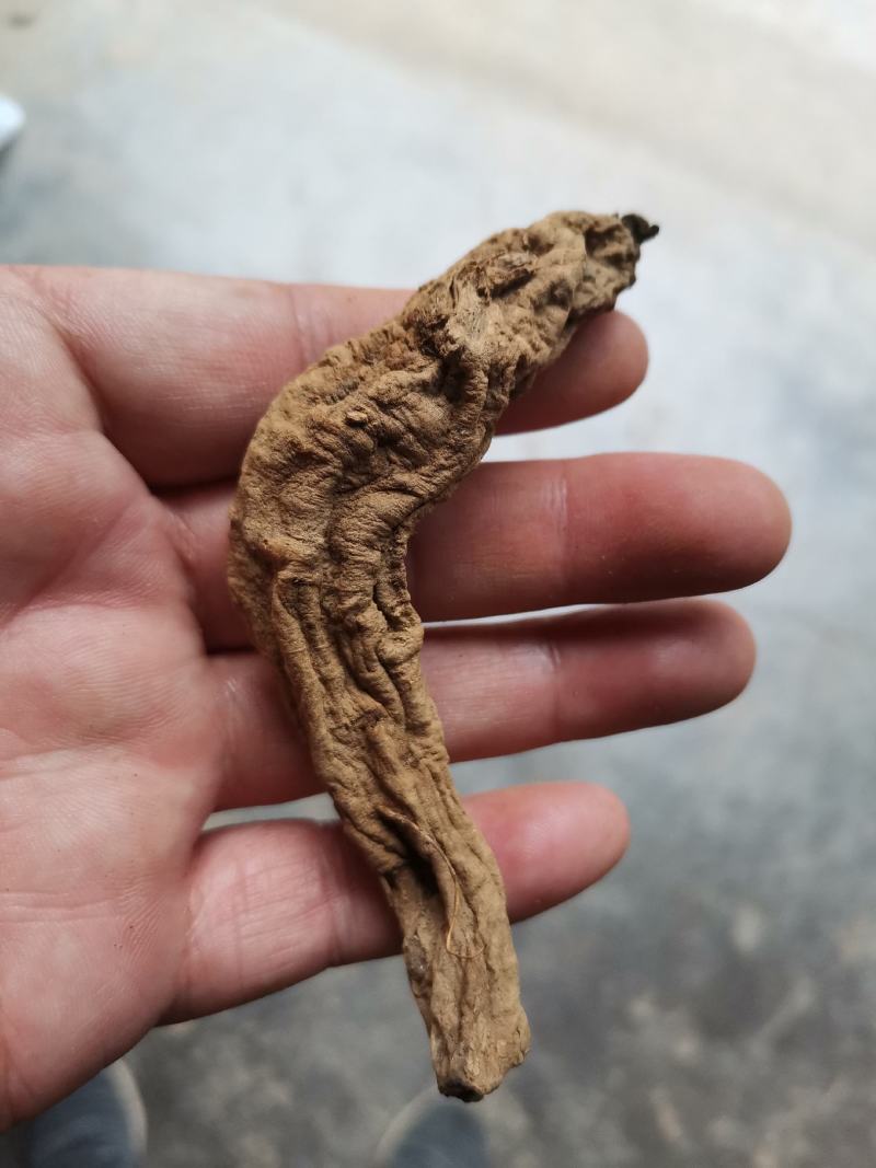 湖北省蕲春百草道地中药材专业高含量去芦头条子货大统玄参