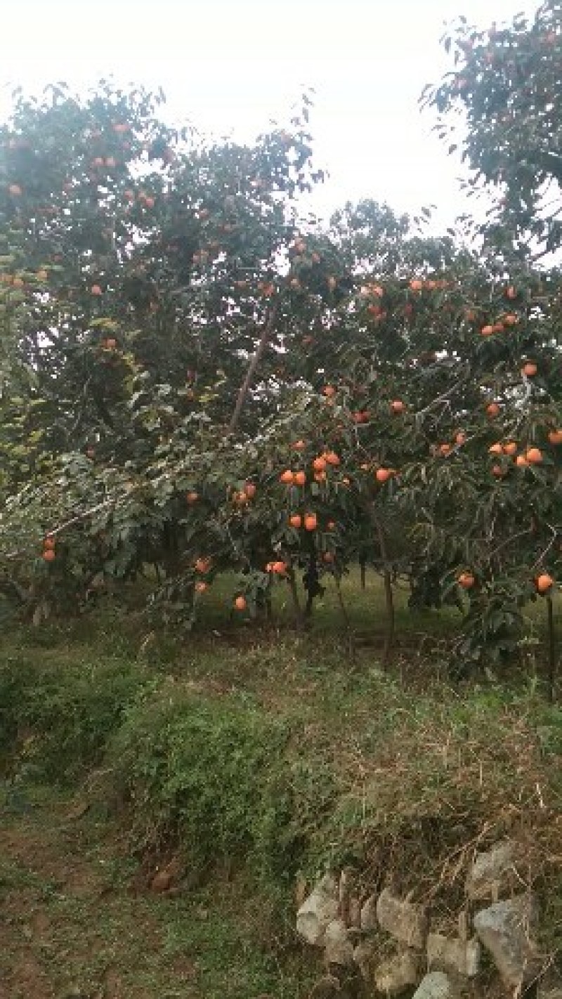 富平柿子，又红又大又甜，硬果发货