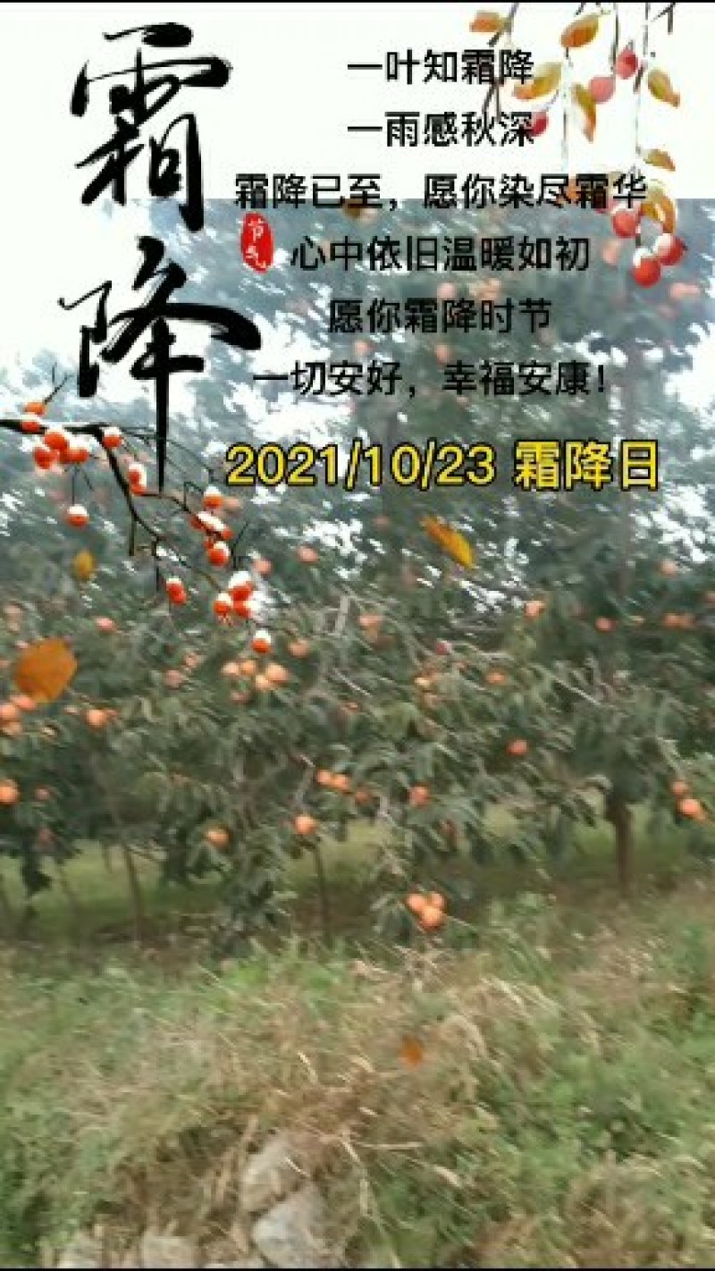 富平柿子，又红又大又甜，硬果发货