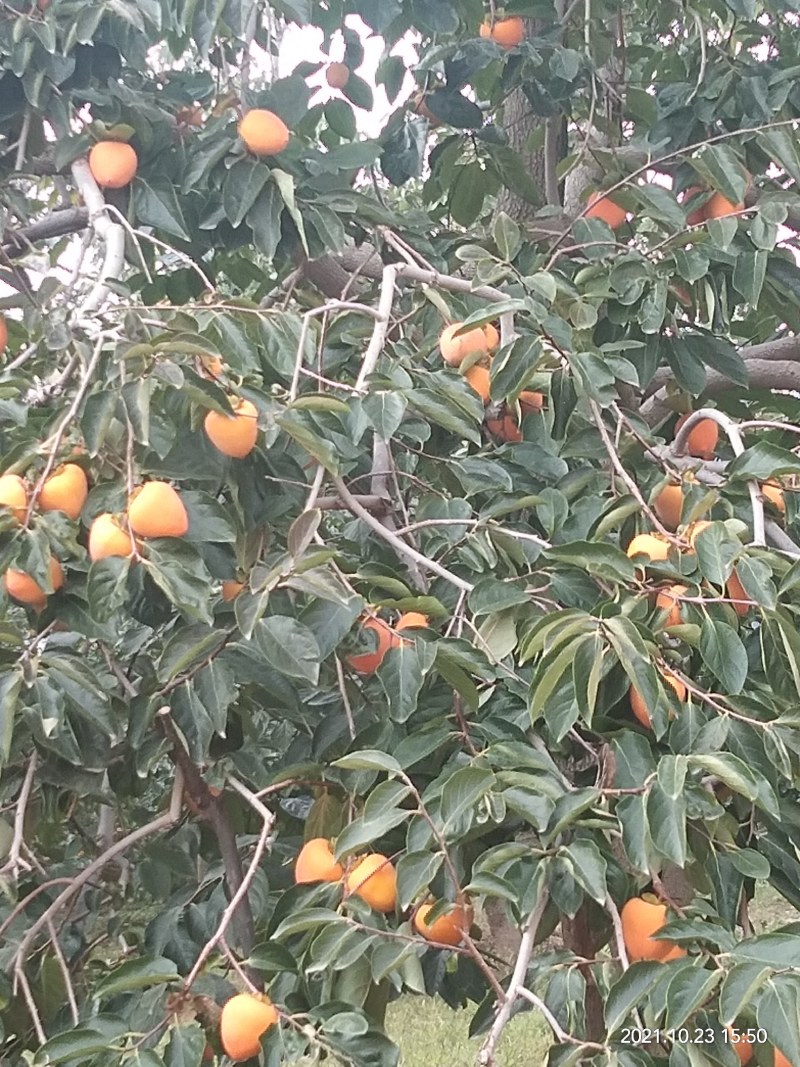 富平柿子，又红又大又甜，硬果发货