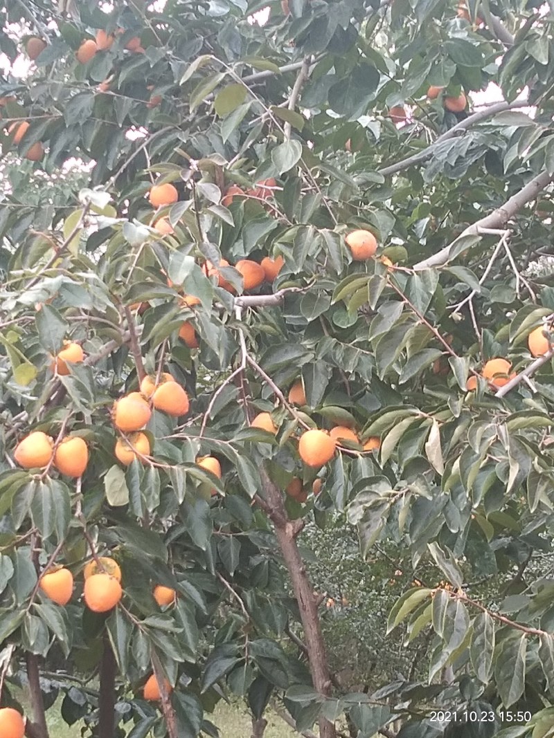 富平柿子，又红又大又甜，硬果发货