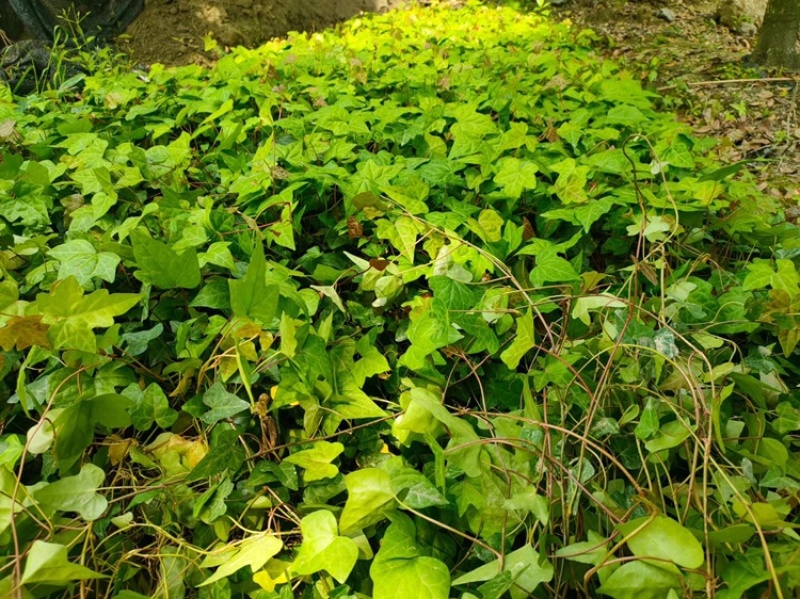郫都区爬山虎小苗，小杯爬山虎价格低，爬山虎价格量大从优。