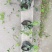郫都区爬山虎小苗，小杯爬山虎价格低，爬山虎价格量大从优。
