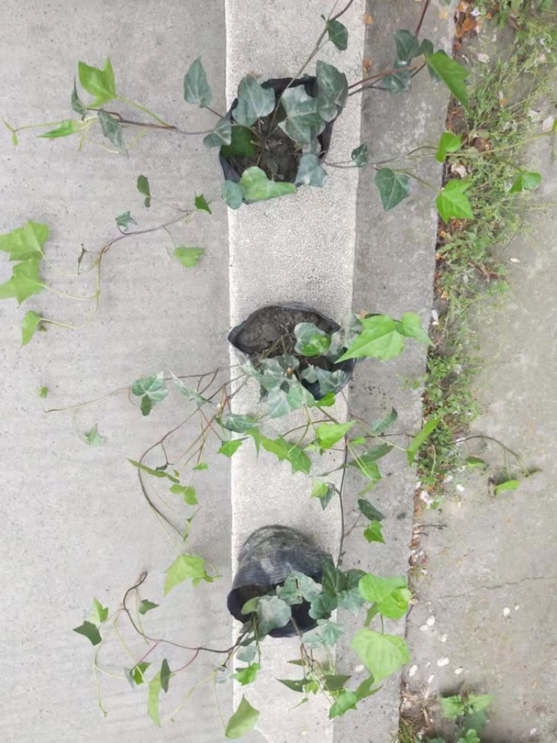 郫都区爬山虎小苗，小杯爬山虎价格低，爬山虎价格量大从优。