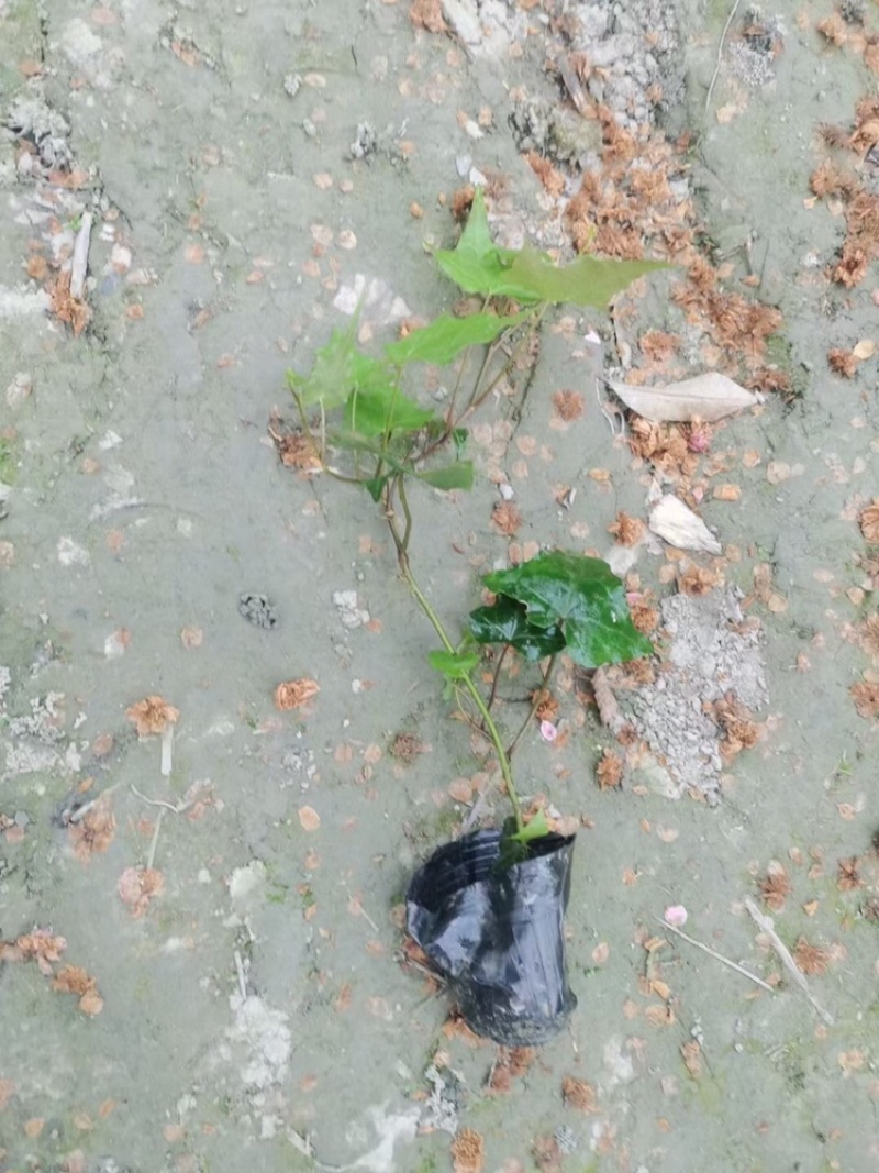 郫都区爬山虎小苗，小杯爬山虎价格低，爬山虎价格量大从优。
