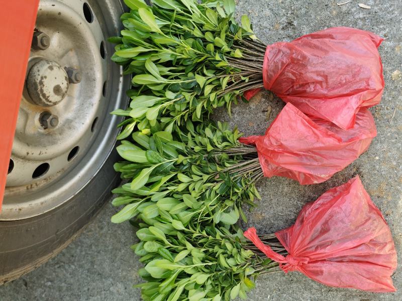 湖南郴州大量供应海桐苗海桐球形四季常青装杯苗绿化工程苗