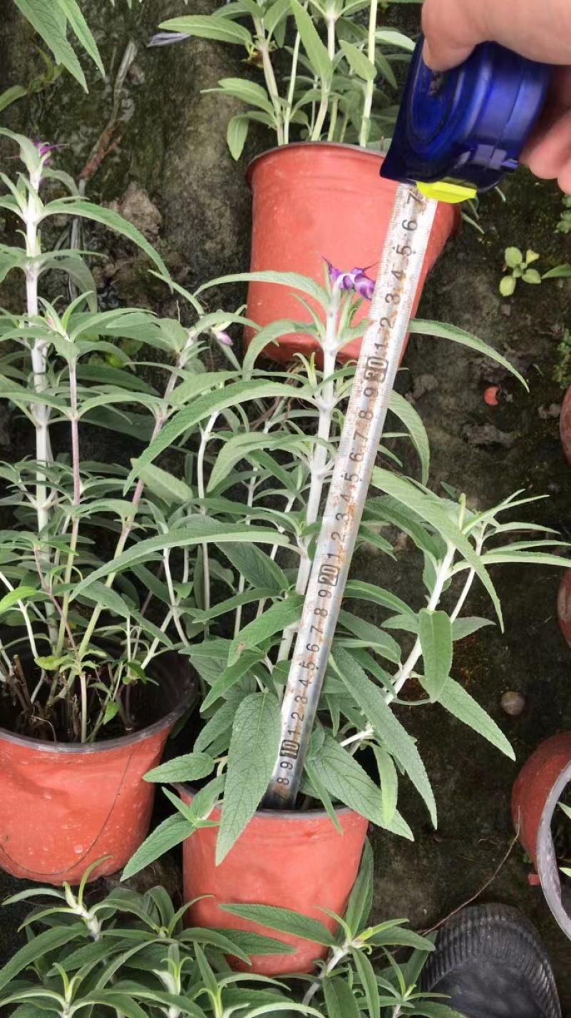 双色杯鼠尾草大杯鼠尾草低价批发货好价优