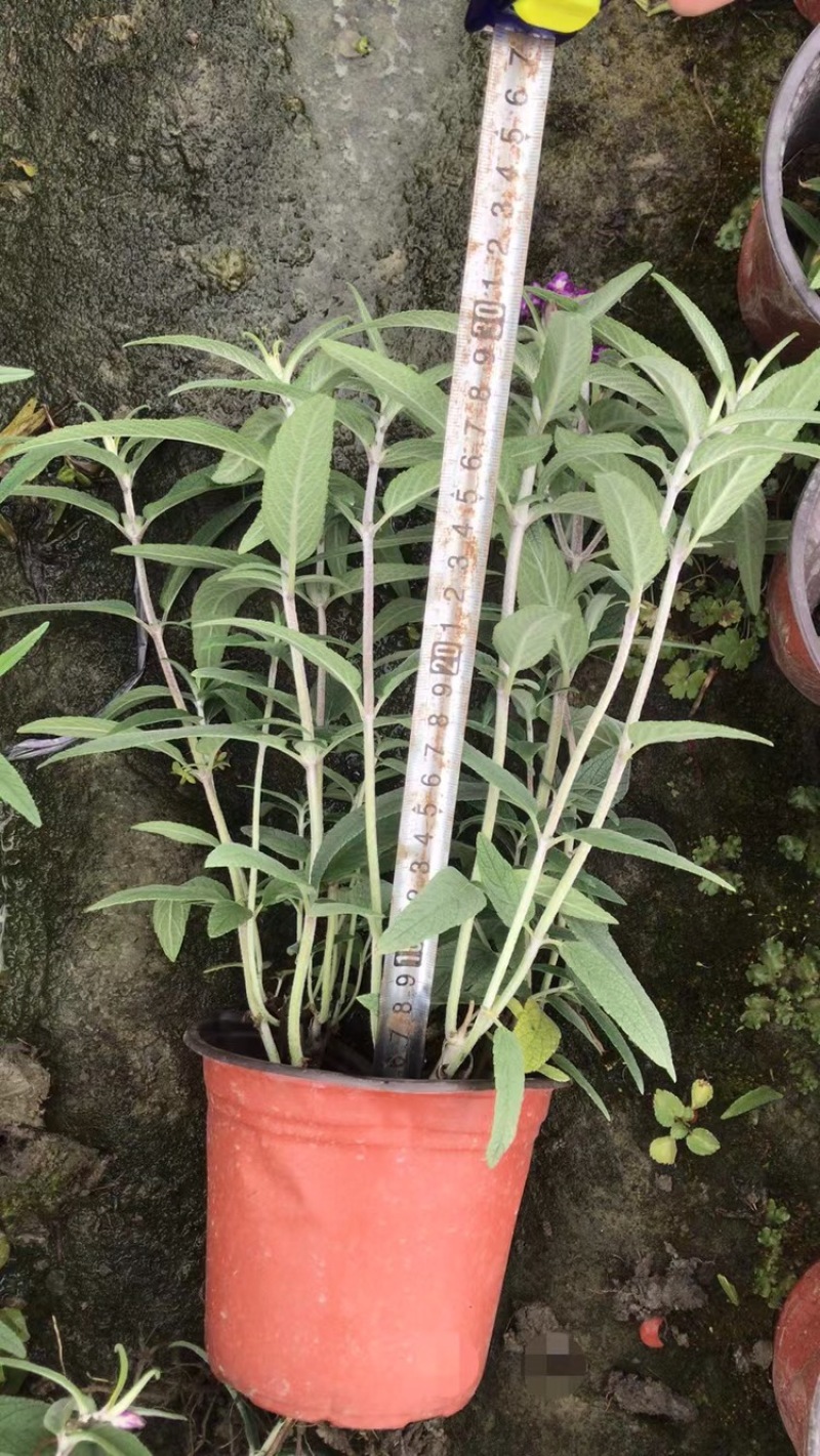 双色杯鼠尾草大杯鼠尾草低价批发货好价优
