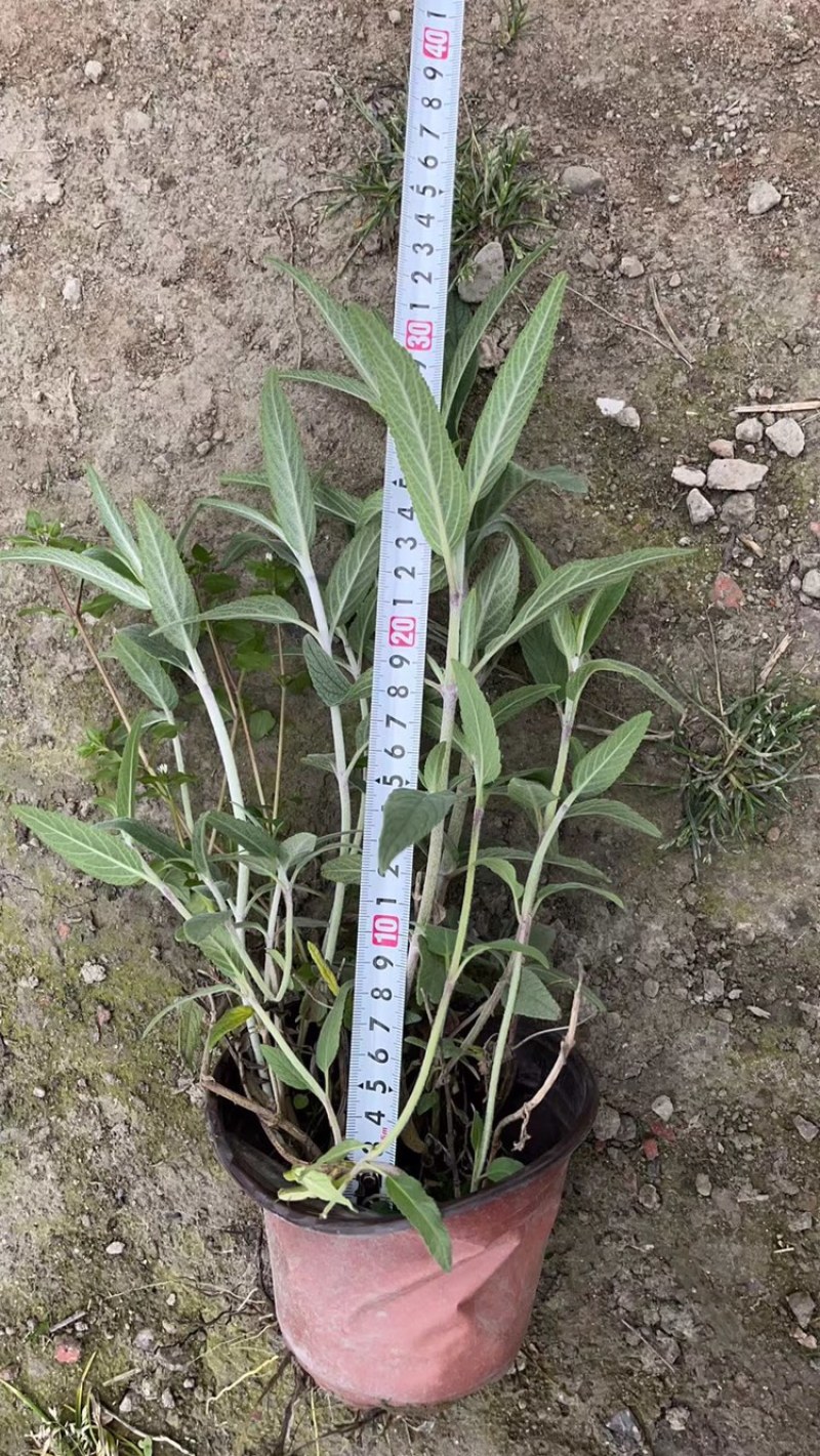 双色杯鼠尾草大杯鼠尾草低价批发货好价优