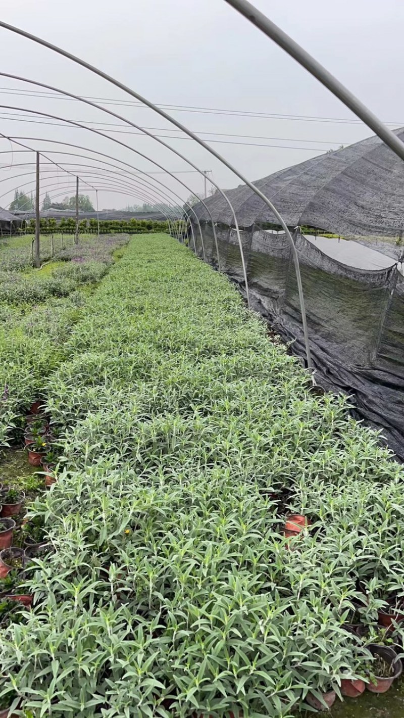 双色杯鼠尾草大杯鼠尾草低价批发货好价优