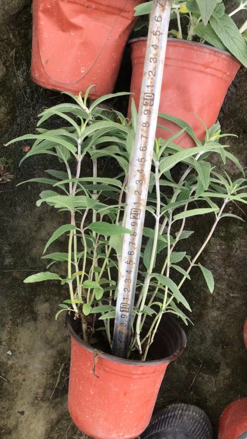 双色杯鼠尾草大杯鼠尾草低价批发货好价优