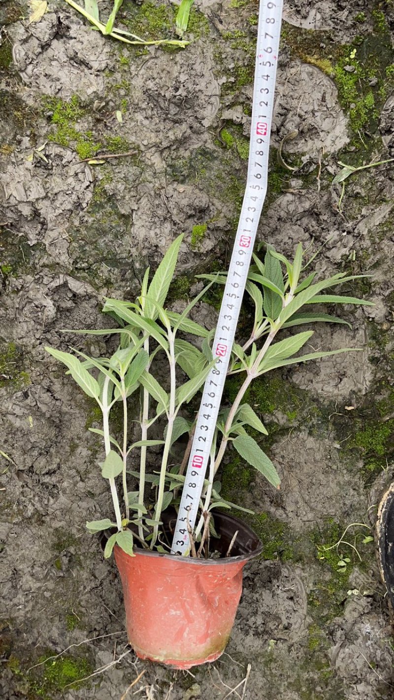 双色杯鼠尾草大杯鼠尾草低价批发货好价优
