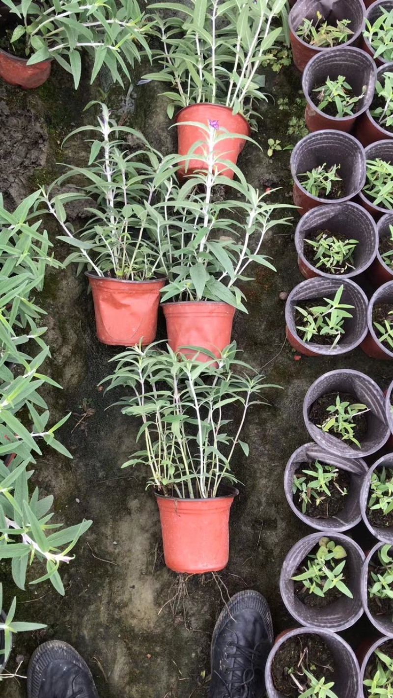 双色杯鼠尾草大杯鼠尾草低价批发货好价优