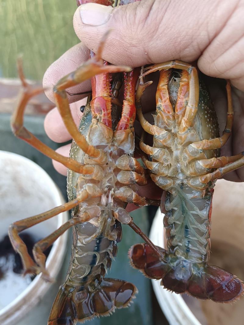 清水小龙虾