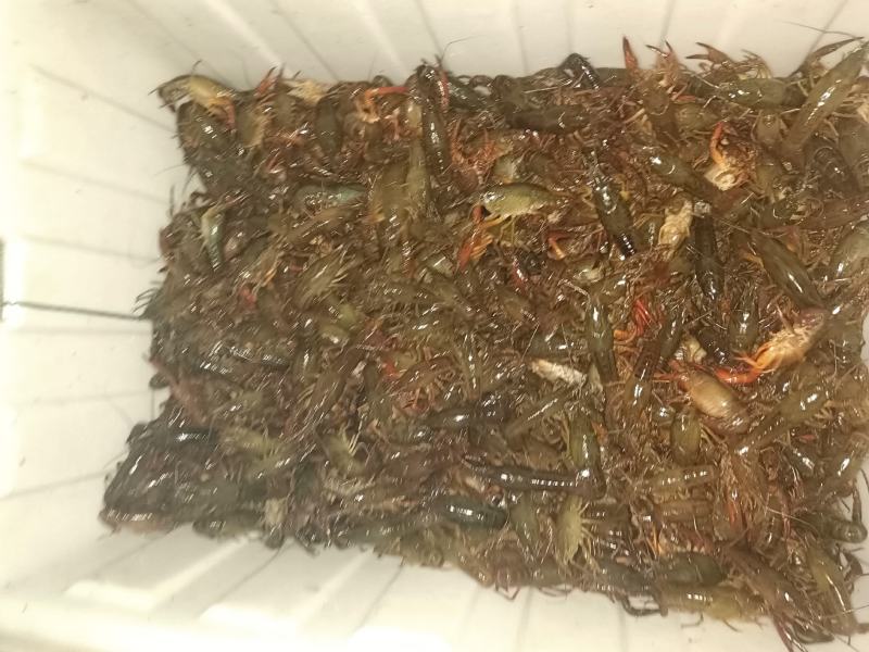 清水小龙虾