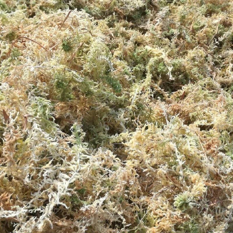 水苔一级特级优质水苔农家自家加工自产自销