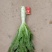 精品红叶莴笋大量现货