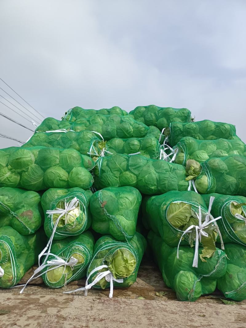 精品红叶莴笋大量现货