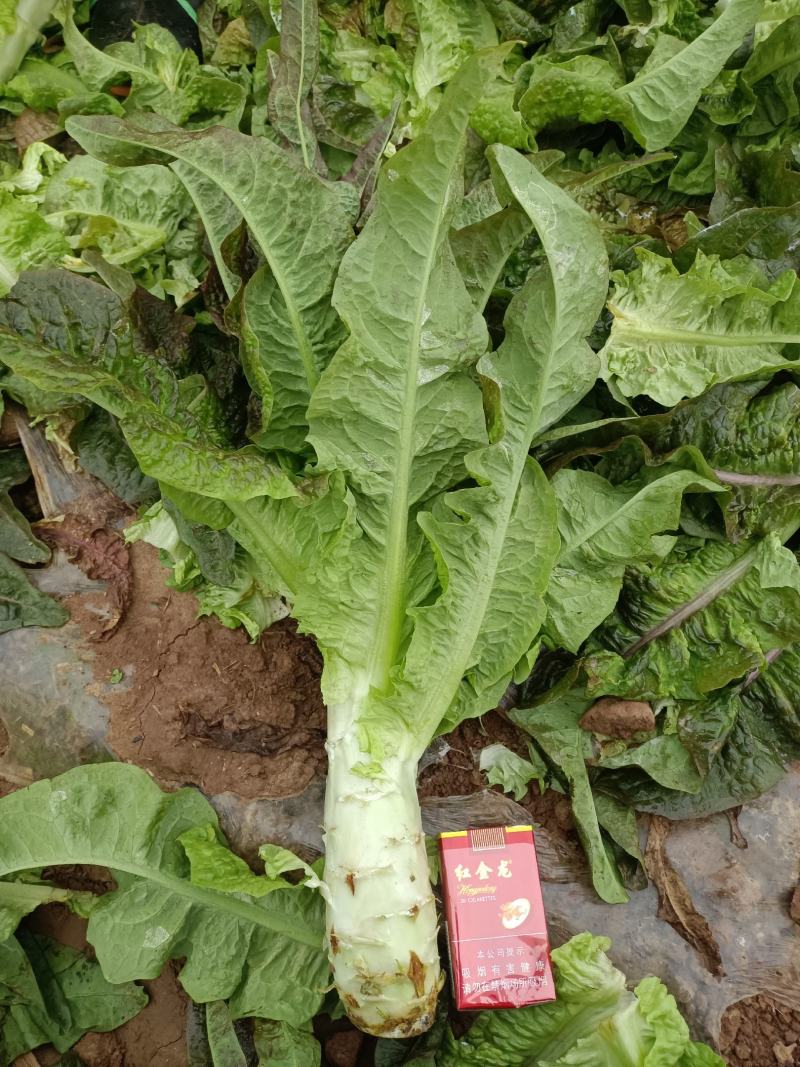 精品红叶莴笋大量现货