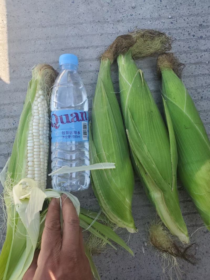 糯玉米