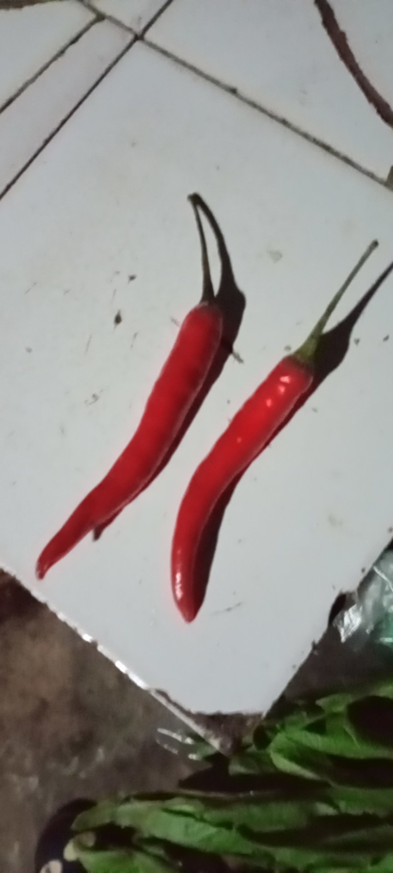 辣椒苗，大果艳椒，小米辣，产地直销，全国发货