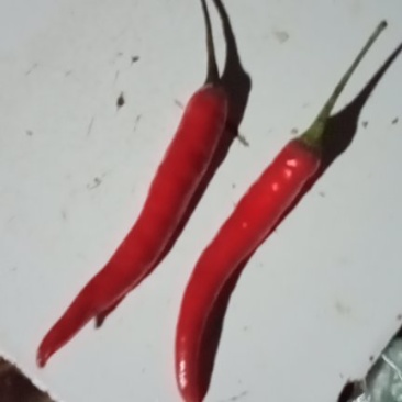 辣椒苗，大果艳椒，小米辣，产地直销，全国发货