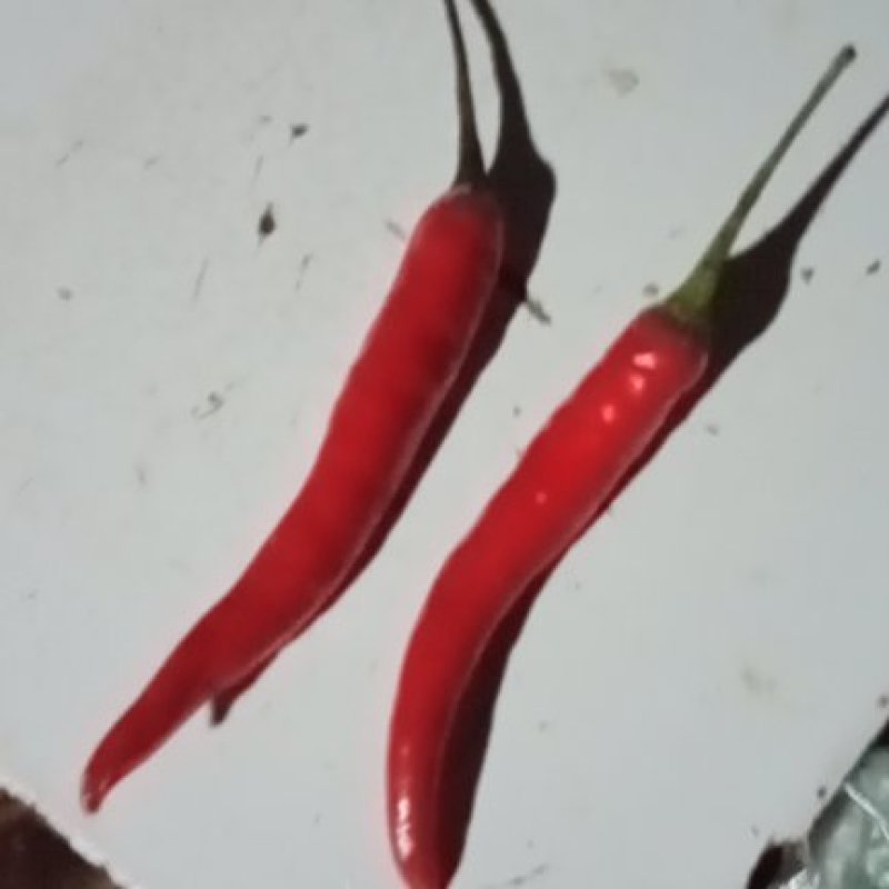 辣椒苗，大果艳椒，小米辣，产地直销，全国发货