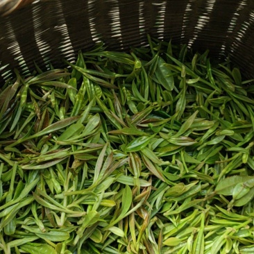 安徽霍山春茶上市有需要的联系***********