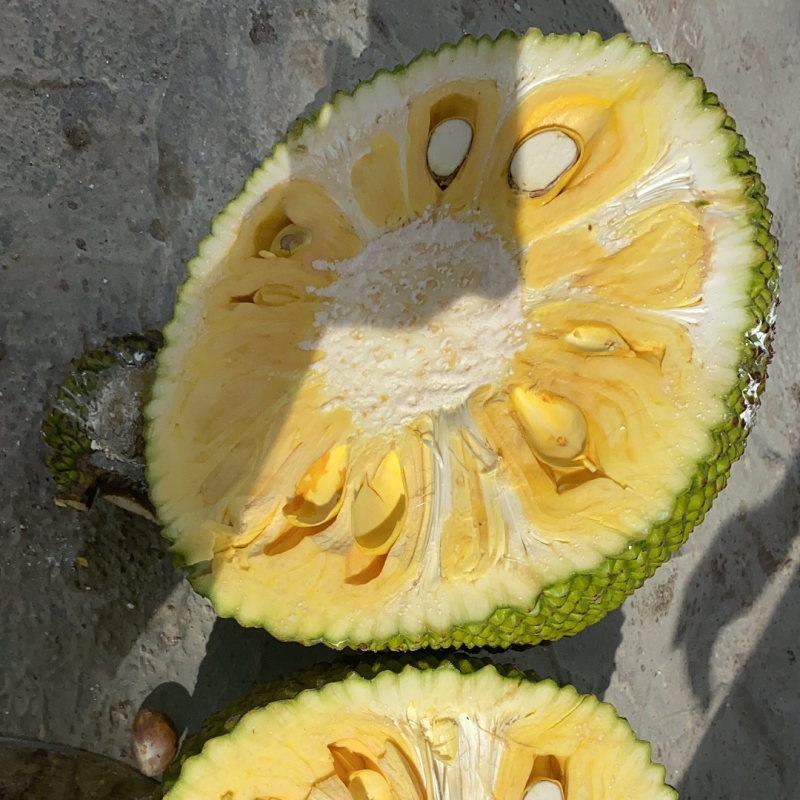 海南陵水8号红肉菠萝蜜