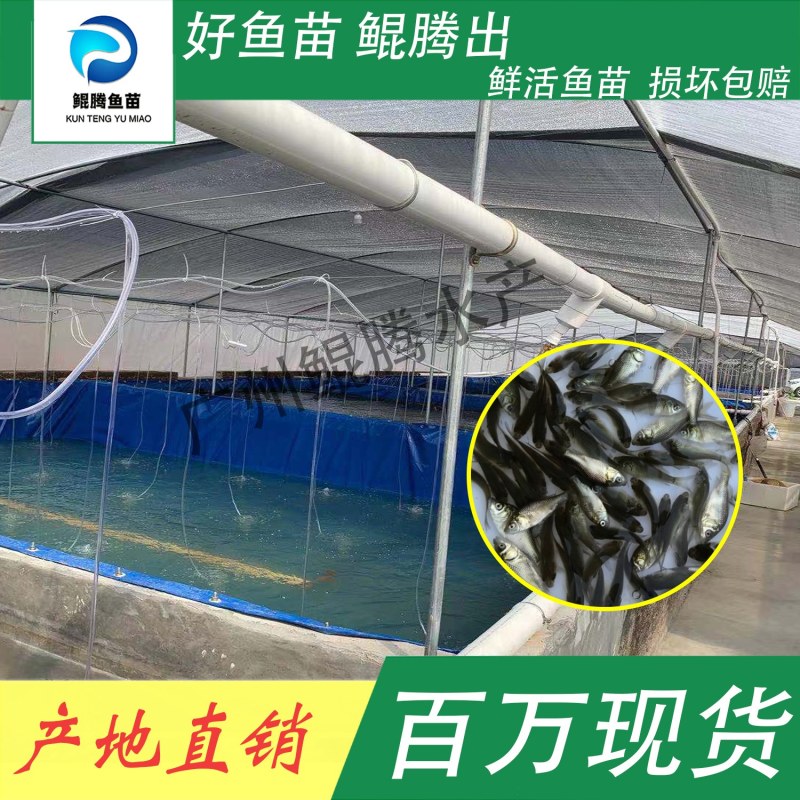 中科三号鲫鱼苗鲲腾鱼苗好鱼苗鲲腾出产地直销百万现货
