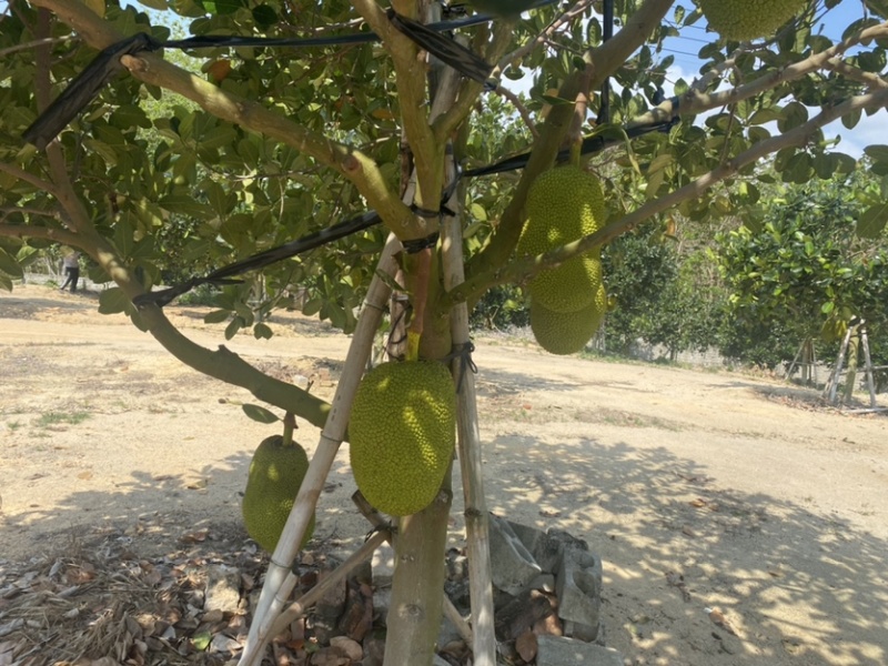 海南陵水8号红肉菠萝蜜