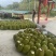 海南陵水8号红肉菠萝蜜